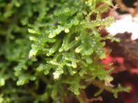 Attēlu rezultāti vaicājumam “Lepidozia reptans”