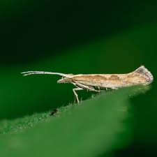 Attēlu rezultāti vaicājumam “Plutellidae”