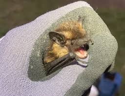 Attēlu rezultāti vaicājumam “Eptesicus nilssonii”