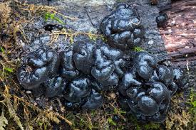 Attēlu rezultāti vaicājumam “Exidia glandulosa”