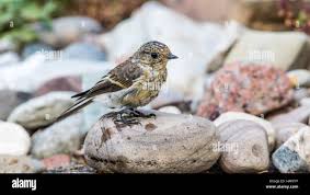 Attēlu rezultāti vaicājumam “Ficedula hypoleuca juvenile”