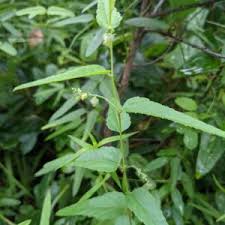 Attēlu rezultāti vaicājumam “Trichia ambigua stalked”