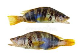 Image result for Serranus scriba