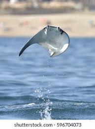 Image result for Mobula munkiana