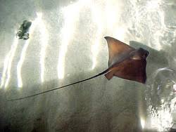 Image result for Myliobatis freminvillei