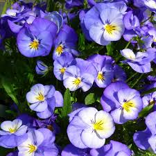 Image result for Viola cornuta