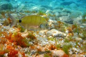 Image result for Diplodus sargus