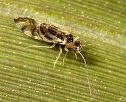 Attēlu rezultāti vaicājumam “Psocoptera”