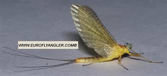 Attēlu rezultāti vaicājumam “Heptagenia sulphurea female”