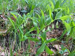 Attēlu rezultāti vaicājumam “Polygonatum odoratum bud”