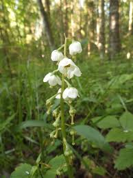 Attēlu rezultāti vaicājumam “Pyrola media”