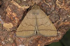 Attēlu rezultāti vaicājumam “Herminia tarsicrinalis”