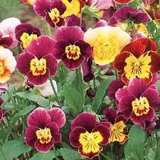 Image result for Viola cornuta