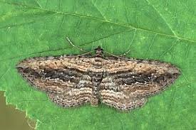 Attēlu rezultāti vaicājumam “Horisme vitalbata”