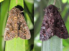 Attēlu rezultāti vaicājumam “Euplexia lucipara”