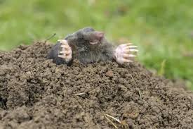 Attēlu rezultāti vaicājumam “Talpa europaea”