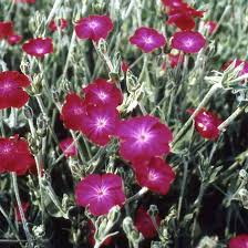 Image result for Lychnis coronaria