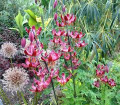 Attēlu rezultāti vaicājumam “Lilium martagon flower”
