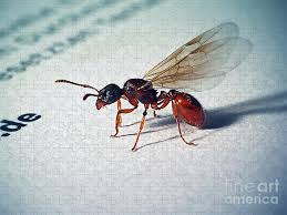 Attēlu rezultāti vaicājumam “Myrmica rubra”