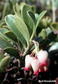 Attēlu rezultāti vaicājumam “Arctostaphylos uva-ursi fruit”