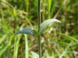 Attēlu rezultāti vaicājumam “Cerastium arvense flower”