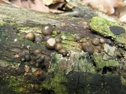 Attēlu rezultāti vaicājumam “Lycogala confusum”