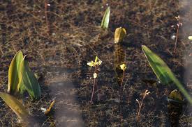 Attēlu rezultāti vaicājumam “Utricularia minor bud”