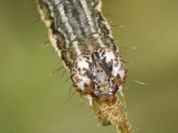 Attēlu rezultāti vaicājumam “Euphyia unangulata”