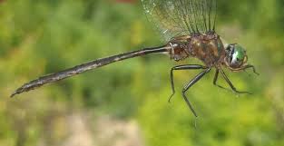 Attēlu rezultāti vaicājumam “Cordulidae”