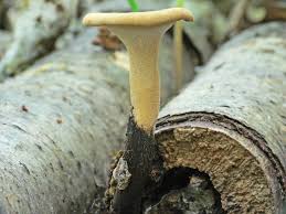 Attēlu rezultāti vaicājumam “Polyporus melanopus”