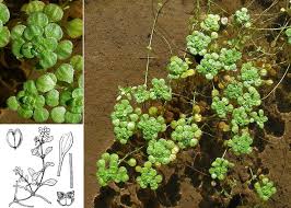 Attēlu rezultāti vaicājumam “Callitriche verna”