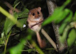 Attēlu rezultāti vaicājumam “Muscardinus avellanarius”