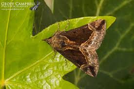 Attēlu rezultāti vaicājumam “Hypena crassalis”