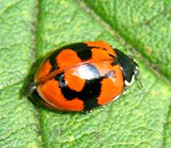 Attēlu rezultāti vaicājumam “Adalia bipunctata”