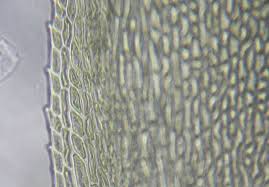 Attēlu rezultāti vaicājumam “Thamnobryum subserratum”