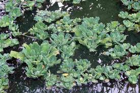 Attēlu rezultāti vaicājumam “Pistia stratiotes”