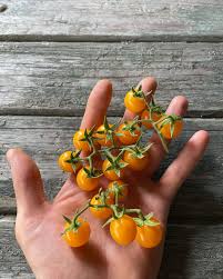 Afbeeldingsresultaat voor broad ripple yellow currant tomato