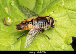 Attēlu rezultāti vaicājumam “Helophilus hybridus”