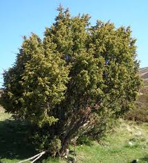Attēlu rezultāti vaicājumam “Juniperus communis”
