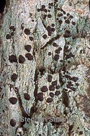 Attēlu rezultāti vaicājumam “Mycoblastus sanguinarius”