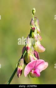 Attēlu rezultāti vaicājumam “Lathyrus sylvestris bud”