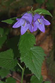 Attēlu rezultāti vaicājumam “Campanula latifolia leaf”