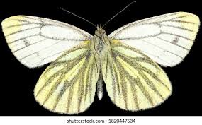 Attēlu rezultāti vaicājumam “Pieris napi female”