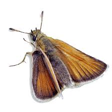 Attēlu rezultāti vaicājumam “Thymelicus lineola underside”