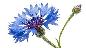 Image result for Centaurea cyanus