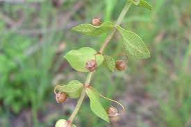 Attēlu rezultāti vaicājumam “Anagallis arvensis leaf”