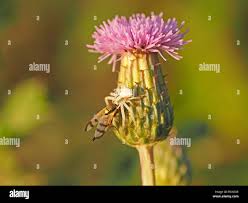 Attēlu rezultāti vaicājumam “Urophora jaceana”