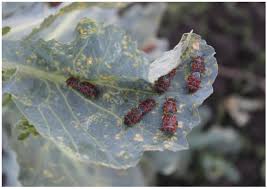 Attēlu rezultāti vaicājumam “Eurydema oleracea imago”