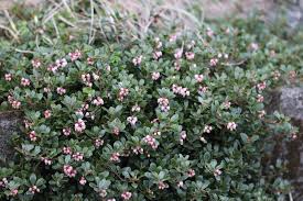 Attēlu rezultāti vaicājumam “Arctostaphylos uva-ursi”