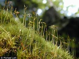 Attēlu rezultāti vaicājumam “Dicranum montanum sporophyte”